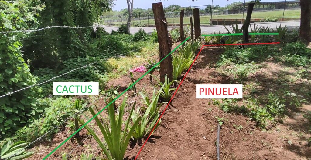 NaturalFence Cactus